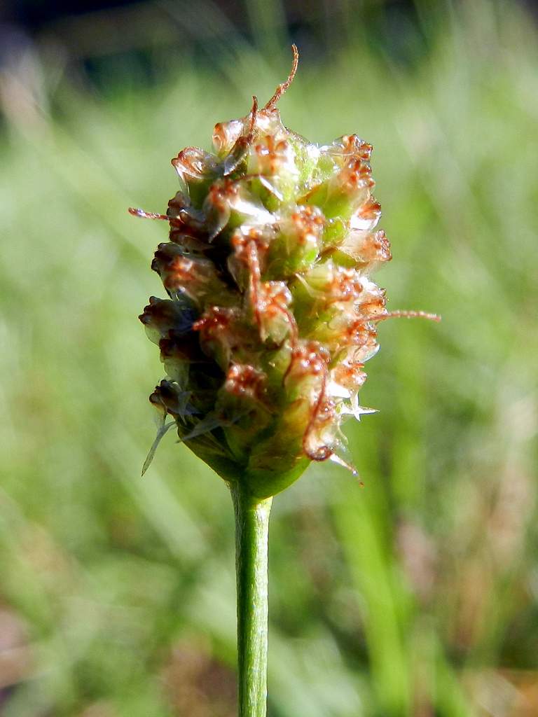 Plantago lanceolata